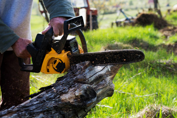 Best Tree Disease Treatment  in Harper, KS