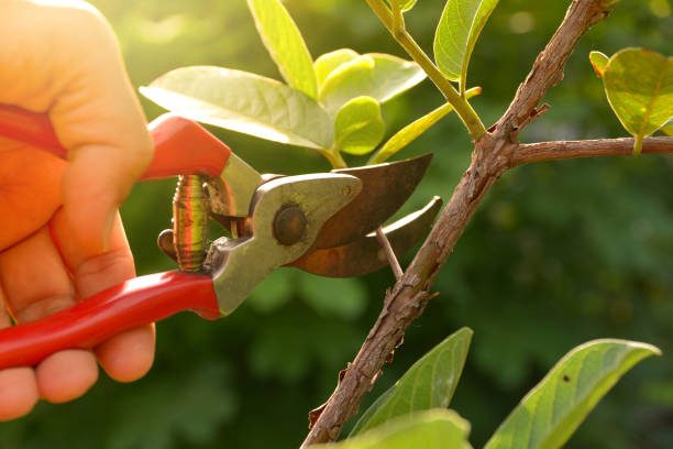 How Our Tree Care Process Works  in  Harper, KS